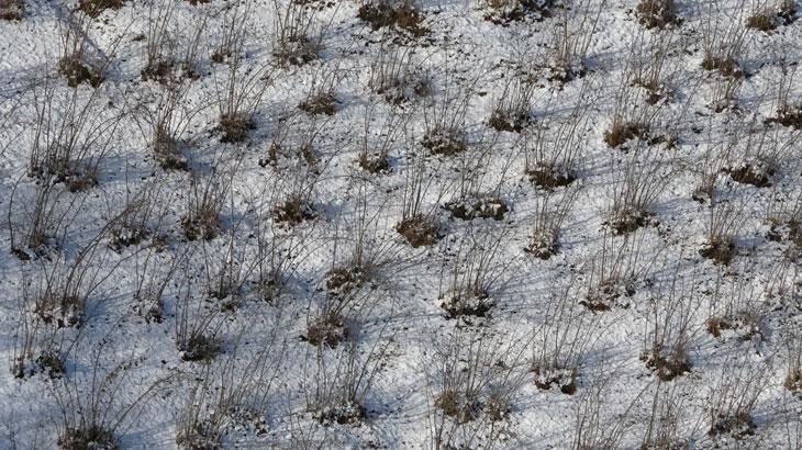 Karadeniz'deki kar yağışı, fındık ve diğer tarım ürünlerine yaradı