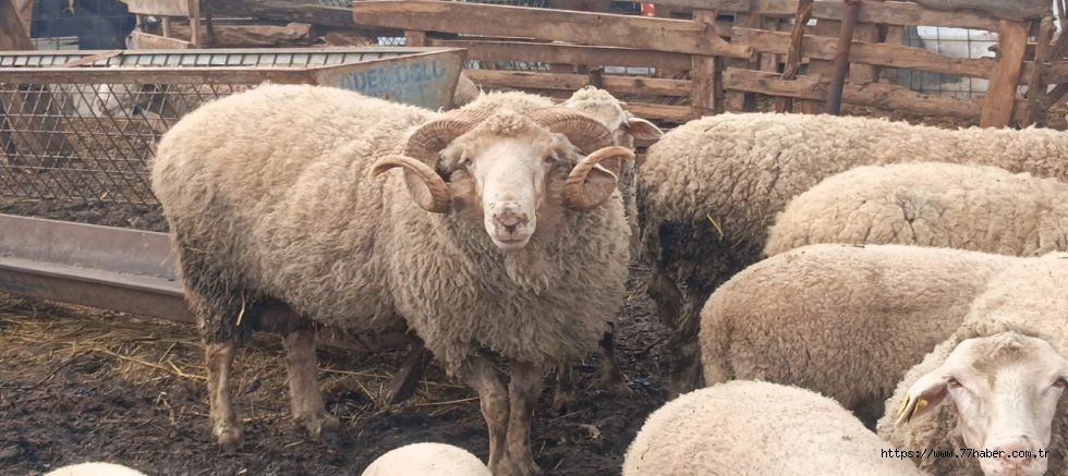 Çelebioğlu Çiftliği’nden Kurbanlıklar Hakkında Önemli Açıklamalar